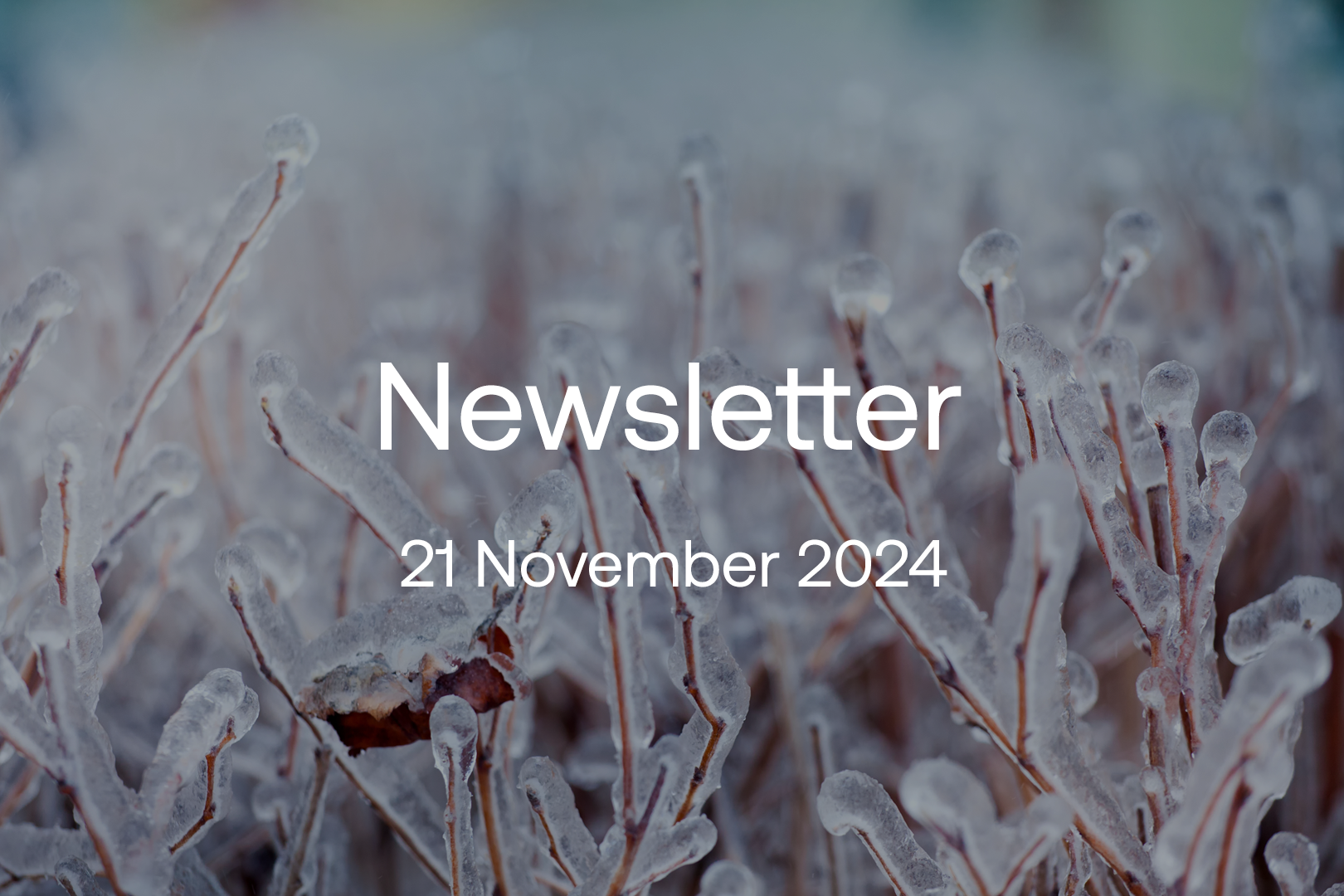 nov-2024-newsletter-1620x1080.png