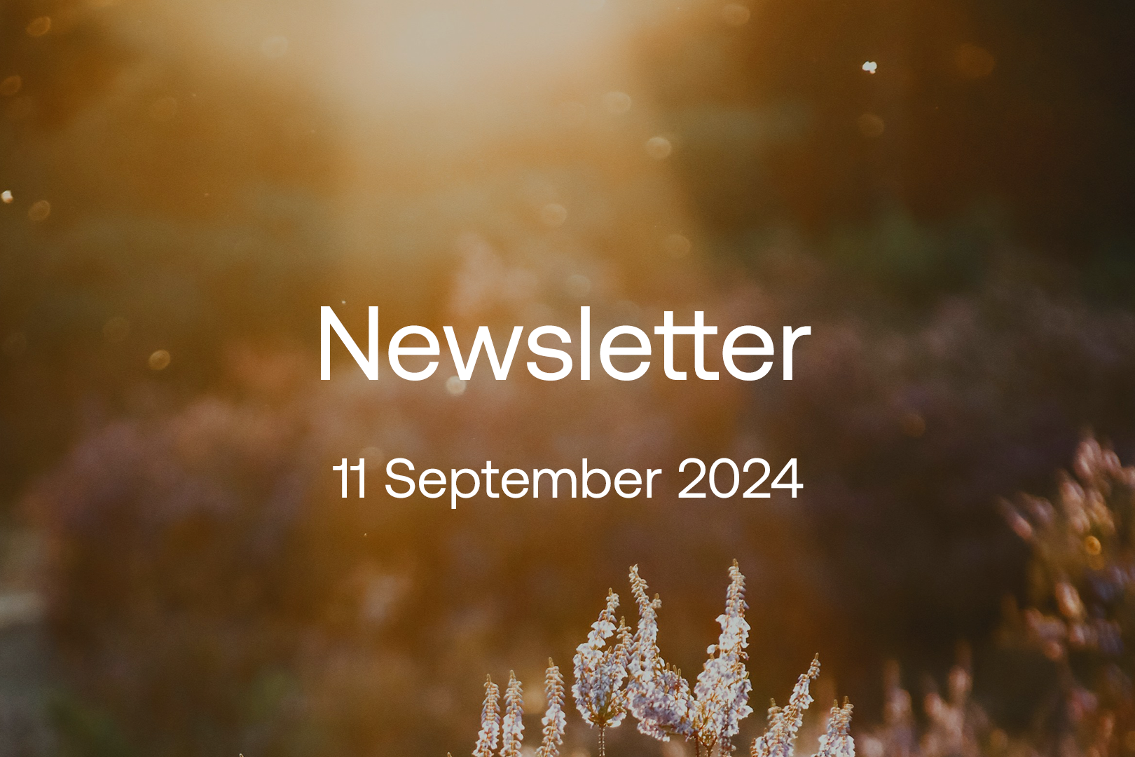 sept-2024-newsletter-1620x1080.png